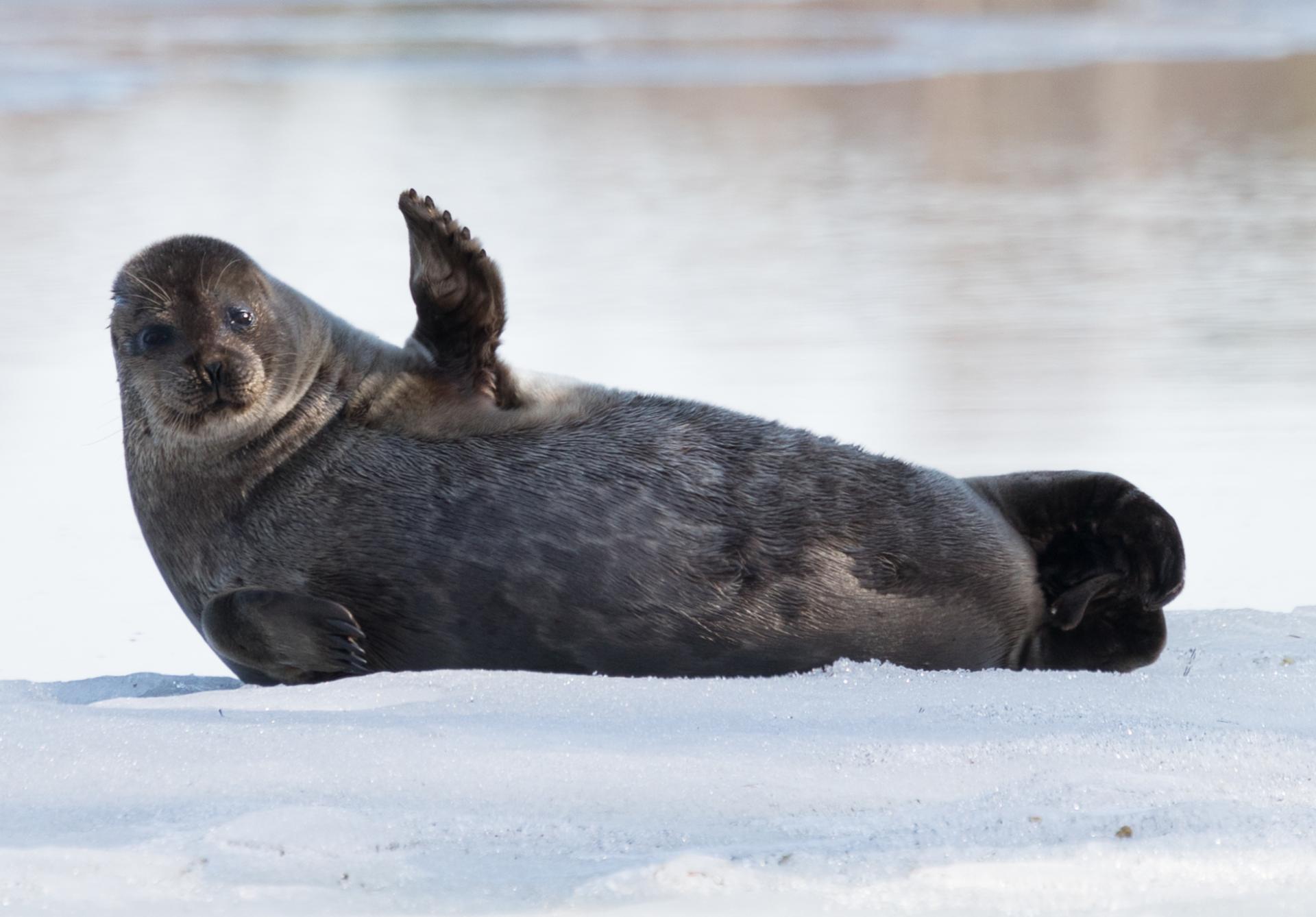 A Saimaa-ringed seal is lying on snow and raising its front leg. 