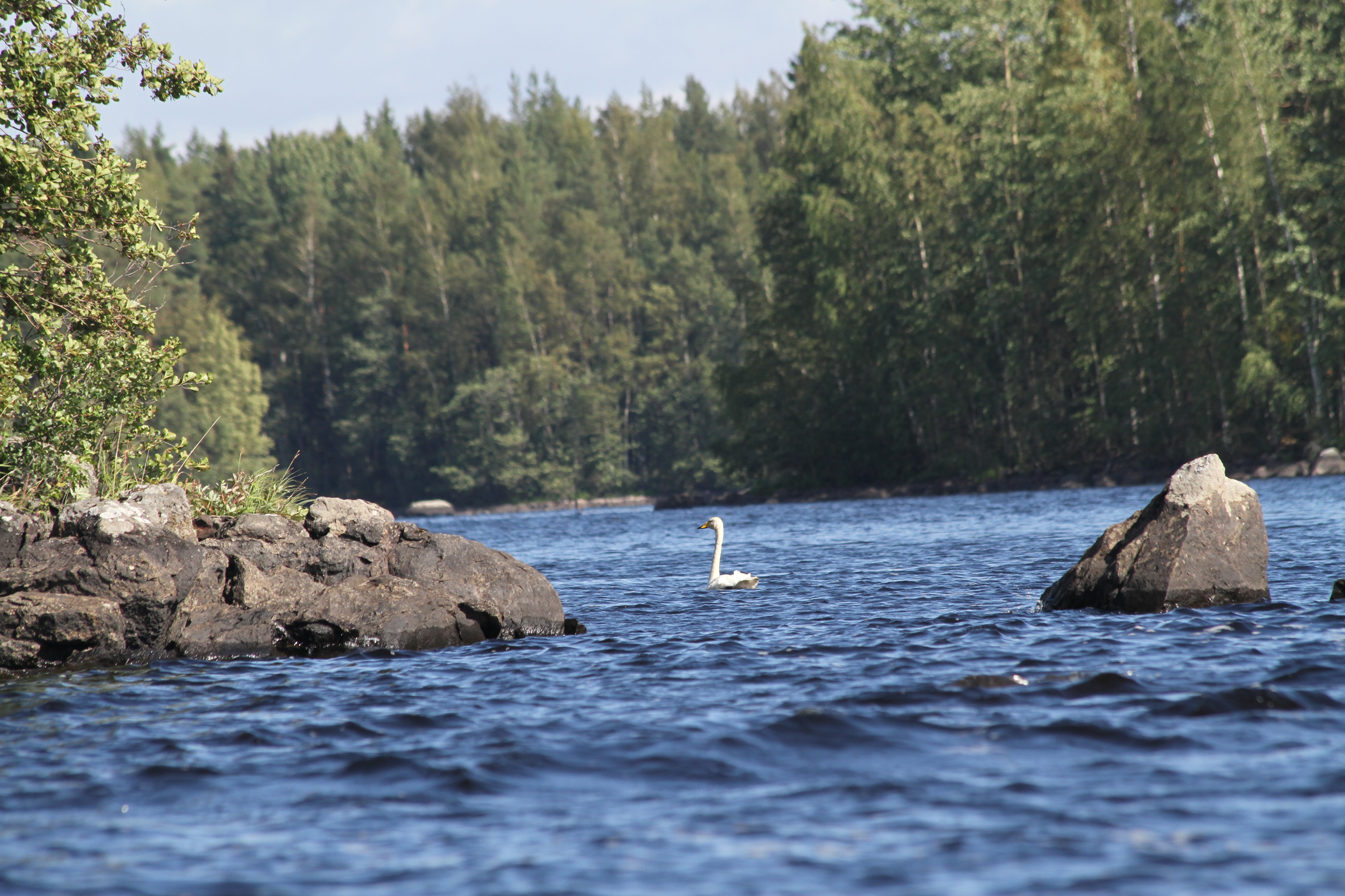 Joutsen ui kesäisellä järvellä.